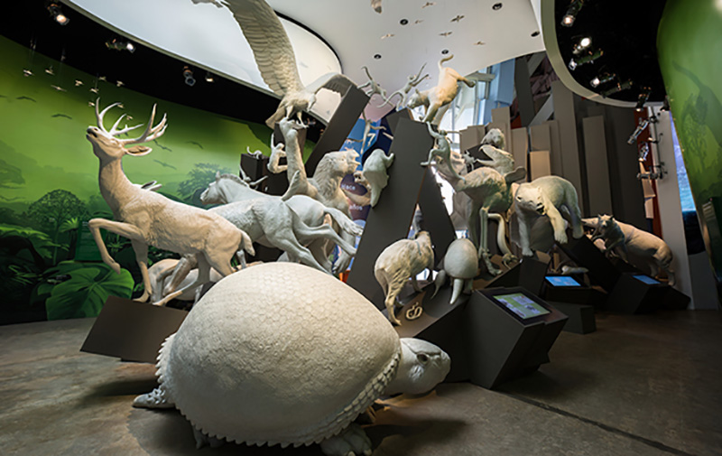 Worlds Collide exhibition, Biomuseo, evoking the closure of the Isthmus of Panama, which generated a great exchange of species between North and South America, two land masses that had been separated for 70 million years (Panama City, Panama, 2002ñ14). In collaboration with the Smithsonian Tropical Research Institute, the University of Panama, and Gehry Partners. Photo: Courtesy of Fernando Alda